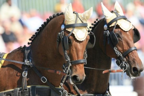 Tango & Hakelo - Team Coudry